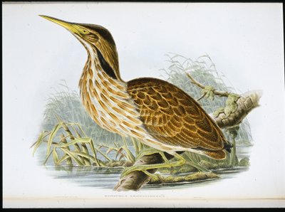 アメリカン・ビターターン（Botaurus Lentiginosusus）（手彩色リトグラフ 作： John (after) Gould