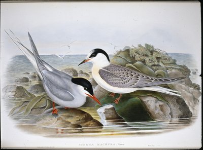 キョクアジサシ（Sterna Macrura）（手彩色リトグラフ 作： John (after) Gould