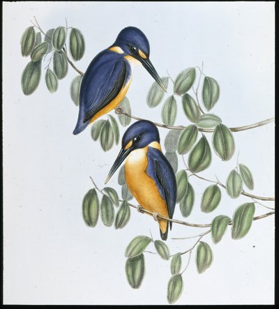 アズールカワセミ（Alcyone Azurea）（手彩色リトグラフ 作： John (after) Gould