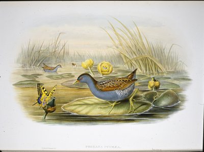 バイヨルのクレイク（Porzana Pygmaea）（手彩色リトグラフ 作： John (after) Gould