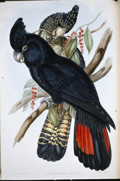 バンクシャン・コカトゥー（Calyptorhynchus Banksii）（手彩色リトグラフ版 作： John (after) Gould