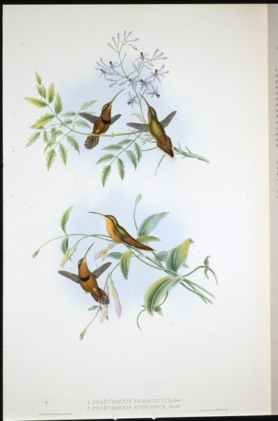 ベルテッド・ハーミット（Phaethornis Nigrocinctus）とビショップ・ハーミット（Phaethornis Episcopus）（手彩色のリトグラフ 作： John (after) Gould