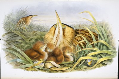 ビターン（Botaurus Stellaris）（手彩色のリトグラフ版 作： John (after) Gould