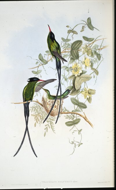 黒冠ハミングバード（Trochilus polytmus）（手彩色リトグラフ版 作： John (after) Gould