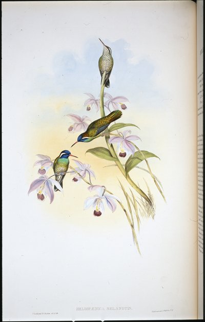 黒耳ハミングバード（Heliopaedica Melanotis）（手彩色のリトグラフ 作： John (after) Gould