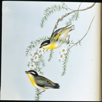 ブラックヘッド・パーダロテ（Pardalotus Melanocephalus）（手彩色リトグラフ版 作： John (after) Gould