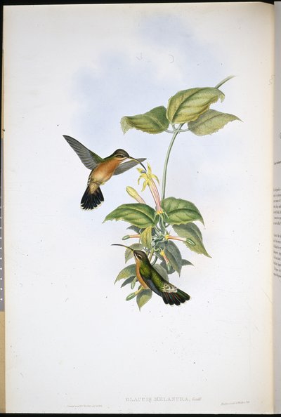ブラックテール・ハーミット（Glaucis Melanura）（手彩色リトグラフ 作： John (after) Gould