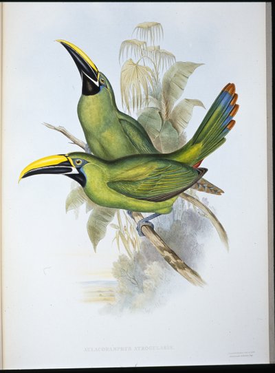 ブラックスロートグルーヴビル・トゥーカン（Aulacoramphus Atrogularis）（手彩色リトグラフ 作： John (after) Gould