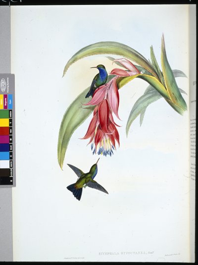 ブルーブレスト・サファイヤ（Eucephala Hypocyanea）（手彩色リトグラフ 作： John (after) Gould