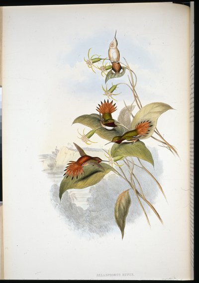 ブルーヘッド・サファイア（eucephala grayi）（手彩色リトグラフ 作： John (after) Gould