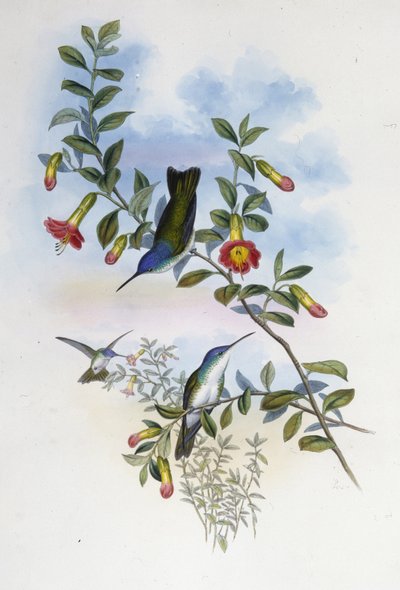 ブルーネック・アズールクラウン（Cyanomyia Cyanocollis）（手彩色リトグラフ 作： John (after) Gould