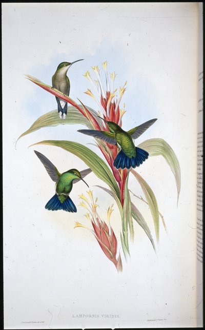 アオジ・マンゴ・ハミングバード（Lampornis Viridis）（手彩色リトグラフ版 作： John (after) Gould