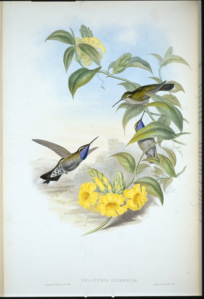 ブルースロート・カジーク（Delattria Clemenciae）（手彩色リトグラフ 作： John (after) Gould