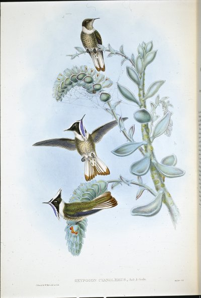 アオスジアゲハクレスト（Oxypogon Cyanolaemus）（手彩色リトグラフ 作： John (after) Gould