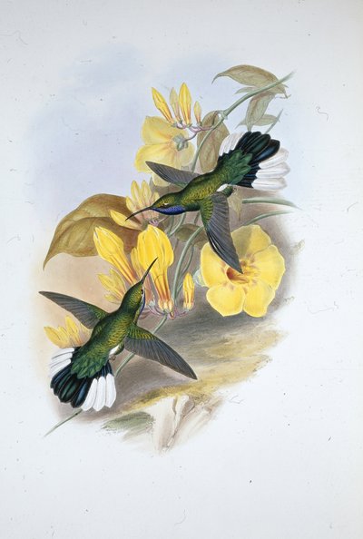 アオスジアゲハ（Campylopterus Ensipennis）（手彩色のリトグラフ版 作： John (after) Gould