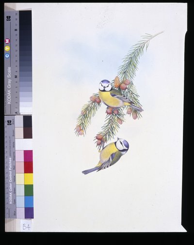 青い鳥（Parus Caeruleus）（手彩色のリトグラフ版 作： John (after) Gould