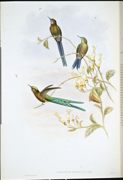 ボリビアのシルフ（Cynanthus Bolivianus）（手彩色リトグラフ版 作： John (after) Gould