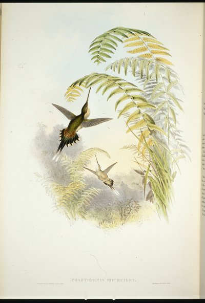 ブルシエの隠者（Phaethornis Bourcieri）（手彩色のリトグラフ版 作： John (after) Gould