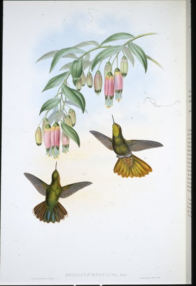 ブラッシーテール（Metallura Aeneicauda）（手彩色リトグラフ 作： John (after) Gould