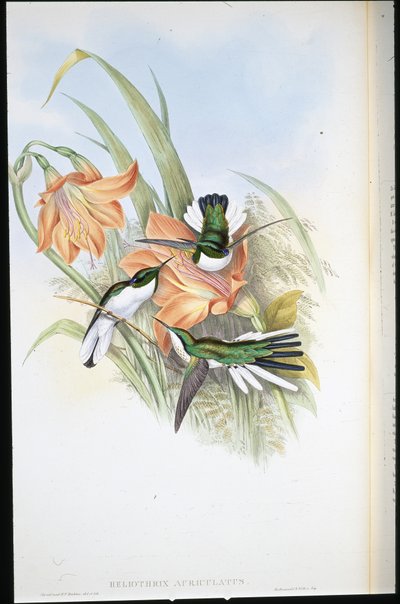 ブラジルの妖精（Heliothrix Auriculatus）（手彩色リトグラフ 作： John (after) Gould