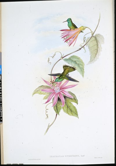 ブリリアント・フロント・エメラルド（Thaumatias Nitidifrons）（手彩色リトグラフ 作： John (after) Gould