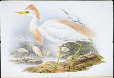 バッファローバックヘーロン（Bubulcus Rassatus）（手彩色リトグラフ 作： John (after) Gould