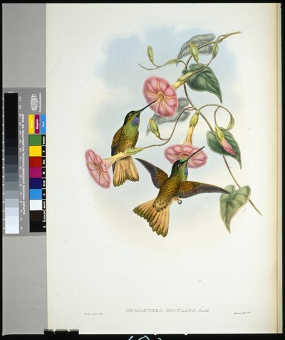 バッファード・テール・スターフロントレット（helianthea osculans）（手彩色のリトグラフ版 作： John (after) Gould