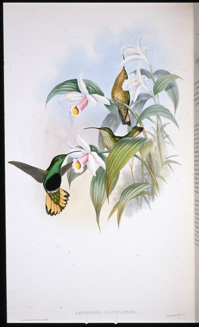 バッファードテール・ベルベット・ブレスト（Lafresnaya Flavicaudata）（手彩色リトグラフ 作： John (after) Gould