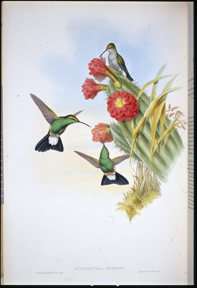 ビュフォンのプルメリア（Hypuroptila Buffoni）（手彩色のリトグラフ版 作： John (after) Gould