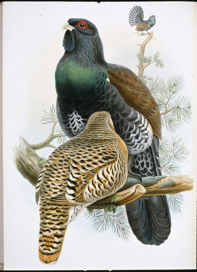 カパーセルジー（Tetrao Urogallus）（手彩色リトグラフ 作： John (after) Gould
