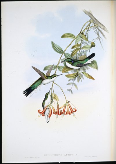 カイエンの妖精（Heliothryx Auritus）（手彩色リトグラフ 作： John (after) Gould