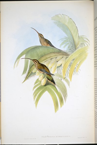 カイエンハーミット(Phaethornis Superciliosus)(手彩色リトグラフ) 作： John (after) Gould