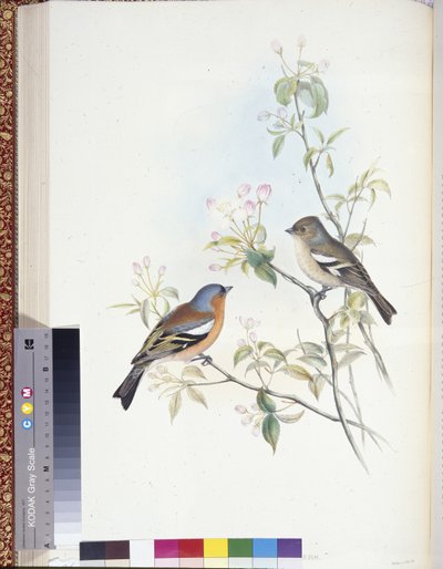 チャフィンチ（Fringilla Caelebs）（手彩色のリトグラフ版 作： John (after) Gould
