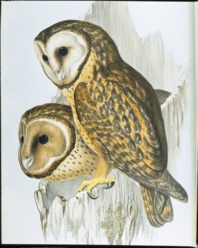 栗色の顔をしたフクロウ（Strix Castanops）（手彩色のリトグラフ 作： John (after) Gould