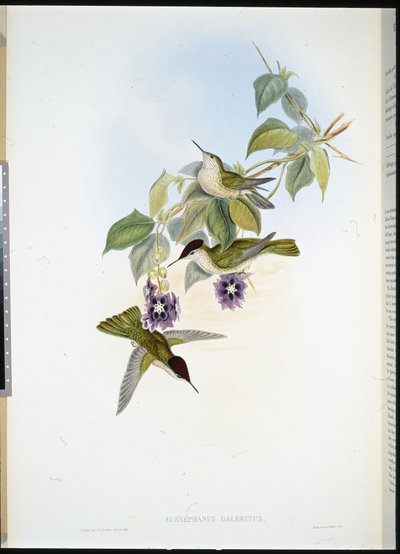 チリアンファイヤークラウン（Eustephanus Galeritus）（手彩色リトグラフ版 作： John (after) Gould