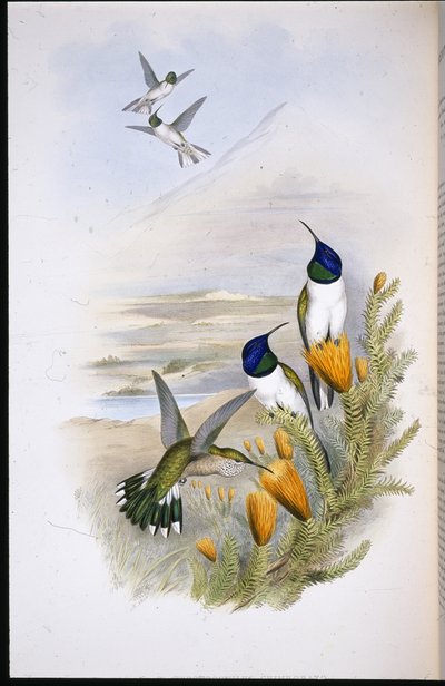 チモブラジアンヒルスター（Oreotrochilus Chimborazo）（手彩色のリトグラフ版 作： John (after) Gould