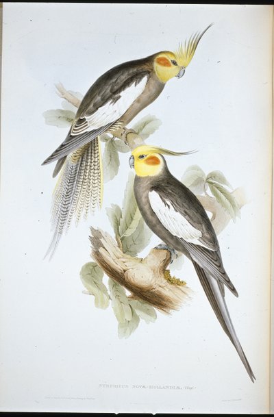 コカトゥー・インコ（Nymphicus Novae-Hollandiae）（手彩色リトグラフ 作： John (after) Gould