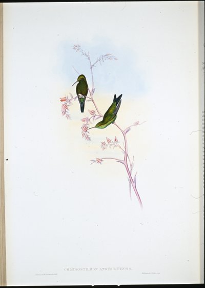 コロンビアンエメラルド（Chlorostilbon Angustipennis）（手彩色リトグラフ 作： John (after) Gould