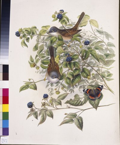 コモン・ホワイトスロート（Sylvia communis）（手彩色のリトグラフ 作： John (after) Gould