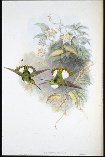 コンラッドのインカ（Bourcieria Conradi）（手彩色のリトグラフ版 作： John (after) Gould