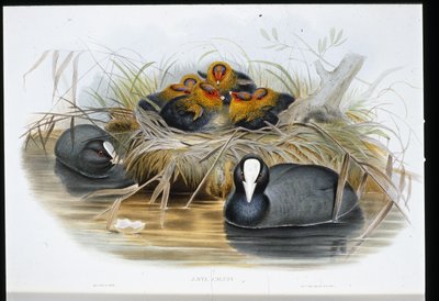 Coot（Fulica Atra）（手彩色リトグラフ 作： John (after) Gould