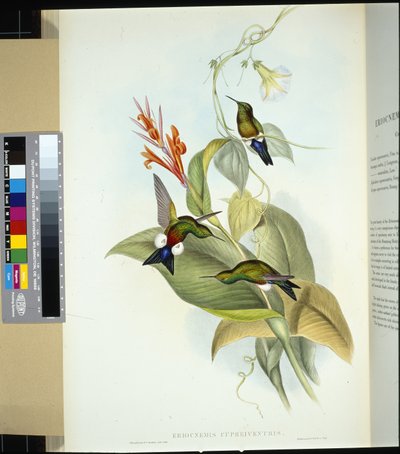 カッパーベリード・パフ・レッグ（eriocnemis cupreiventris）（手彩色リトグラフ 作： John (after) Gould
