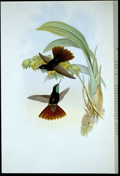 カッパー・テール（Metallura Cupreicauda）（手彩色リトグラフ 作： John (after) Gould