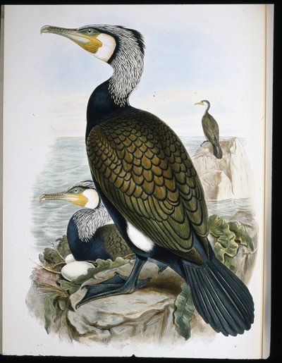 鵜（Phalacrocorax Carbo）（手彩色のリトグラフ 作： John (after) Gould