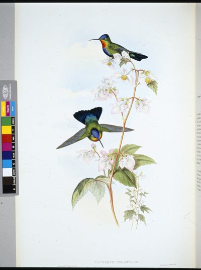 Costa-Rican Humming Bird (Panterpeinsignis) (手彩色リトグラフ) 作： John (after) Gould
