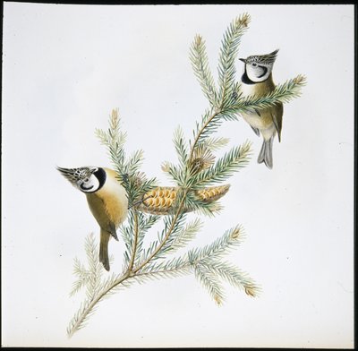 カンムリシジミ（Parus Cristatus）（手彩色リトグラフ 作： John (after) Gould
