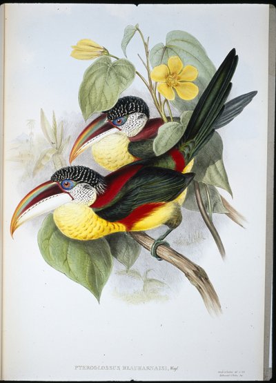 カールクレスティド・アラカリー（手彩色リトグラフ 作： John (after) Gould