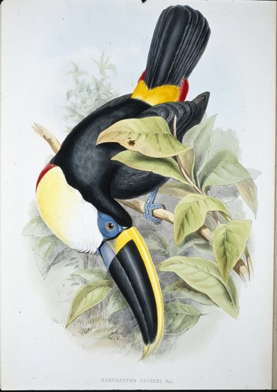 キュビエのオオハシ（Ramphastos Cuvieri）（手彩色リトグラフ版 作： John (after) Gould