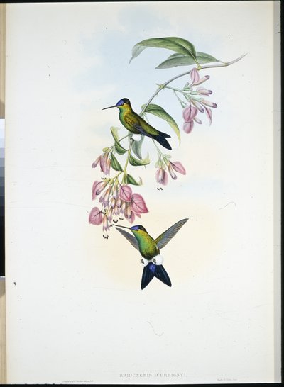 ドオルディニーのパフレッグ（Eriocnemis D