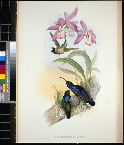 デ・ラットルのセイバー・ウイング（手彩色リトグラフ 作： John (after) Gould